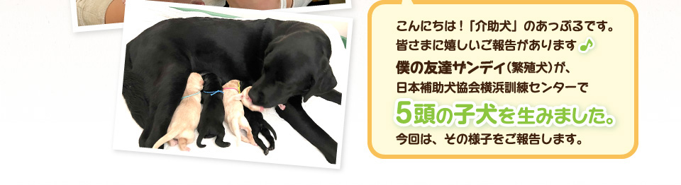 こんにちは！「介助犬」のアップルです。皆さまに嬉しいご報告があります。僕の友達ザンディ（繁殖犬）が、日本補助犬協会横浜訓練センターで5頭の子犬を生みました。今回は、その様子をご報告します。