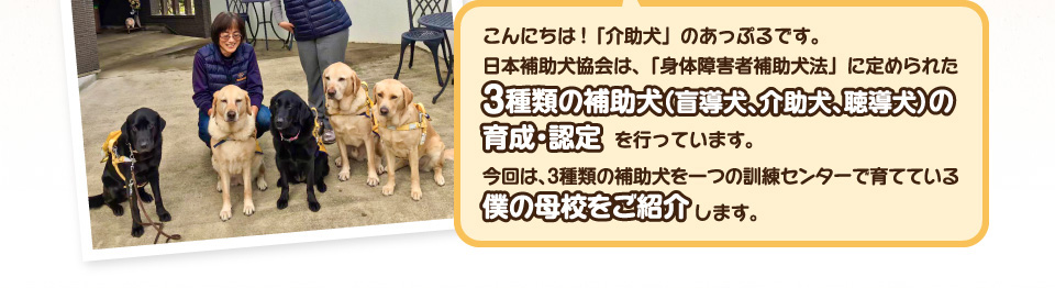 こんにちは!「介助犬」のあっぷるです。日本補助犬協会は、「身体障害者補助犬法」に定められた3種類の補助犬（盲導犬、介助犬、聴導犬）の育成・認定を行っています。今回は、3種類の補助犬を一つの訓練センターで育てている僕の母校をご紹介します。