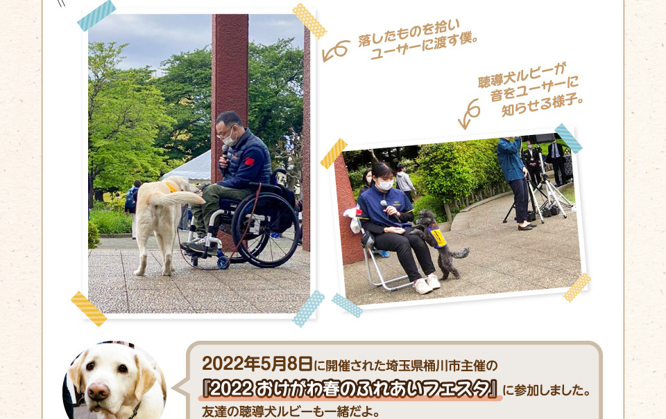 5月8日に開催された埼玉県桶川市主催:2022おけがわ春のふれあいフェスタに参加しました。友達の聴導犬ルビーも一緒だよ。