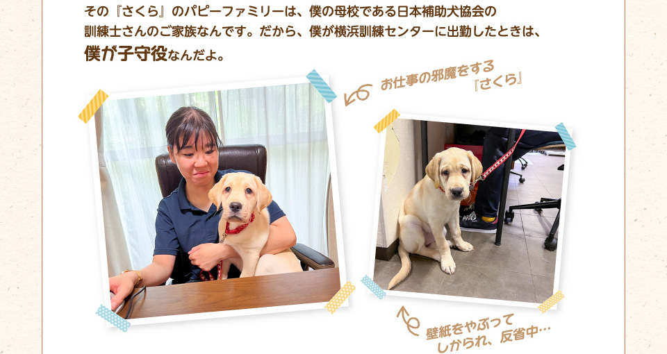 その桜トピックス：僕の妹「さくら」を紹介します!のパピーファミリーは、僕の母校である日本補助犬協会の訓練士さんご家族なんです。だから、僕が横浜訓練センターに出勤したときは、僕が子守役なんだよ。
