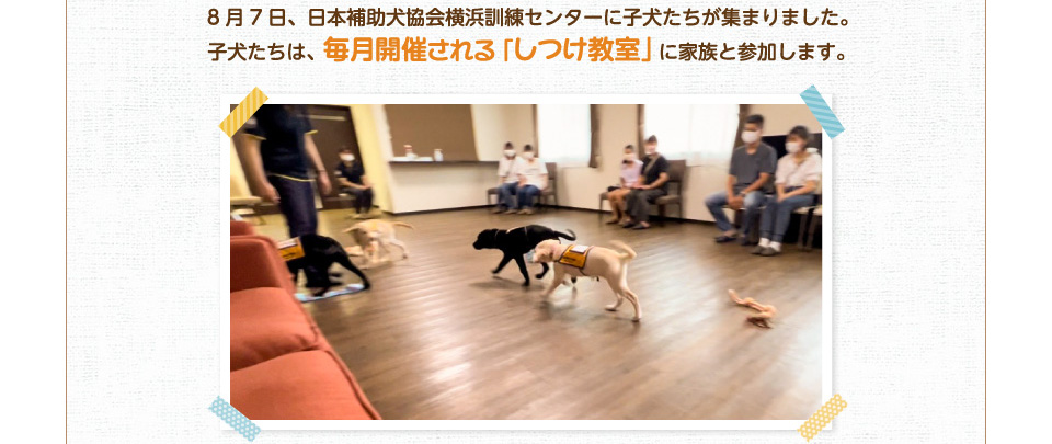 8月7日、日本補助犬協会横浜訓練センターに子犬たちが集まりました。子犬たちは、毎月開催されるしつけ教室に家族と参加します。